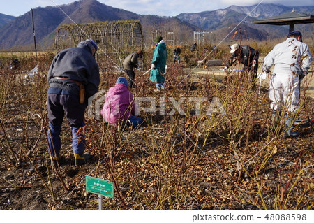 玫瑰修剪風景（Sakaki Chikuma River Rose Park） 48088598
