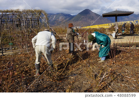 玫瑰修剪風景（Sakaki Chikuma River Rose Park） 48088599