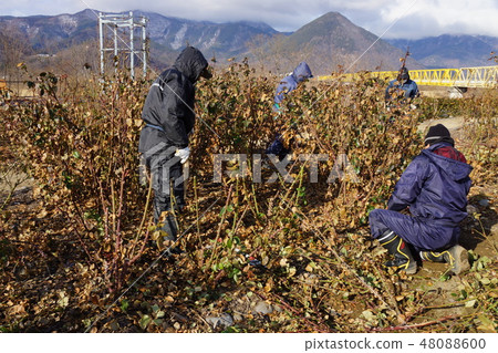 玫瑰修剪風景（Sakaki Chikuma River Rose Park） 48088600