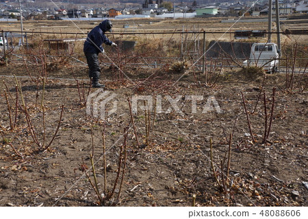 玫瑰修剪風景(Sakaki Chikuma River Rose Park) 玫瑰修剪風景(Sakaki Chikuma River Rose Park) 48088606