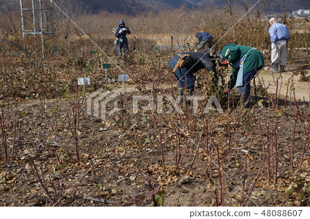 玫瑰修剪風景(Sakaki Chikuma River Rose Park) 玫瑰修剪風景(Sakaki Chikuma River Rose Park) 48088607