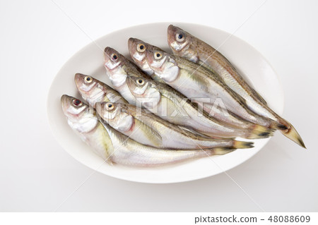 雷魚 雷魚 48088609