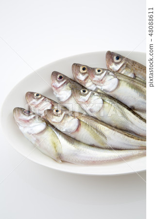 雷魚 雷魚 48088611