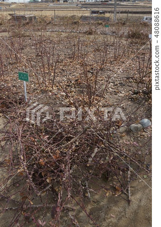 Rose pruning scenery (Sakaki Chikuma River Rose Park) Rose pruning scenery (Sakaki Chikuma River Rose Park) 48088616