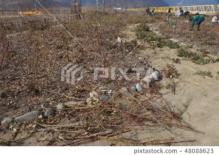 玫瑰修剪風景(Sakaki Chikuma River Rose Park) 玫瑰修剪風景(Sakaki Chikuma River Rose Park) 48088623