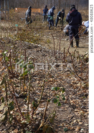 玫瑰修剪風景(Sakaki Chikuma River Rose Park) 玫瑰修剪風景(Sakaki Chikuma River Rose Park) 48088625