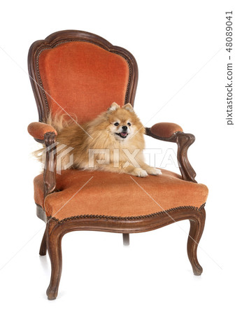 spitz on armchair 48089041