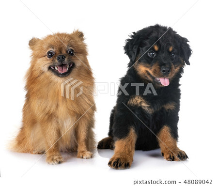 puppy rottweiler and spitz 48089042