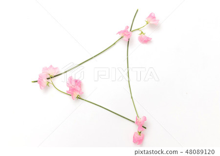 花框架框架的美麗的花 48089120