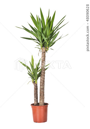 yucca in studio yucca in studio 48090628