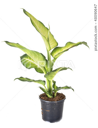 Dieffenbachia in studio Dieffenbachia in studio 48090647