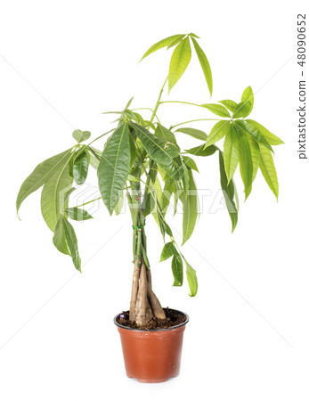 Pachira plant in studio 48090652