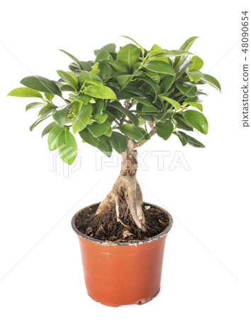 Ficus benjamina in studio Ficus benjamina in studio 48090654