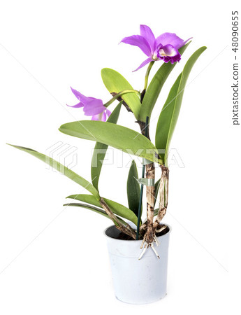 Cattleya orchid in studio Cattleya orchid in studio 48090655