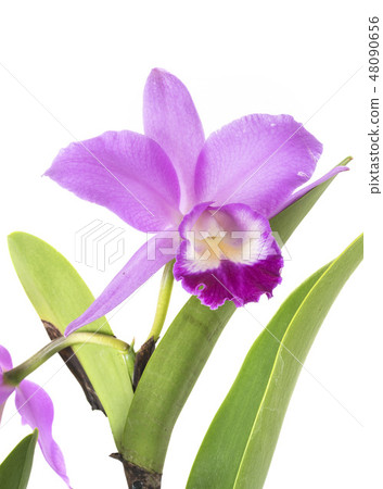 Cattleya orchid in studio Cattleya orchid in studio 48090656