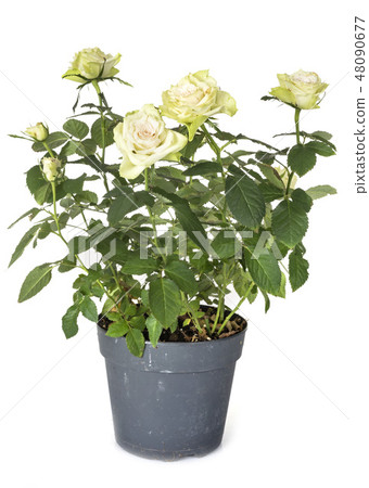 rose in studio rose in studio 48090677
