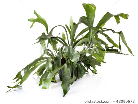Platycerium plant in studio Platycerium plant in studio 48090678
