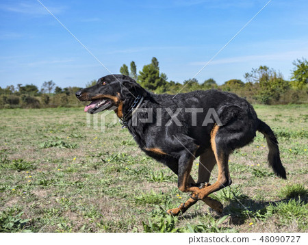 beauceron in obedience beauceron in obedience 48090727