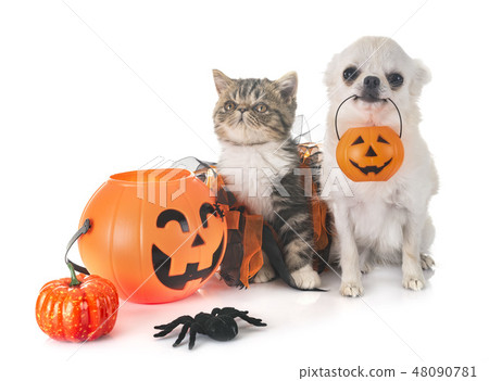 puppy, kitten and hallowen 48090781