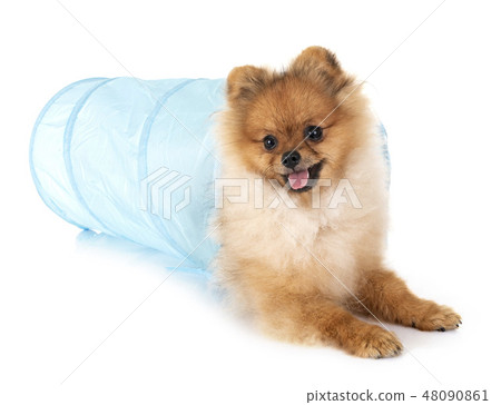 puppy pomeranian in studio 48090861