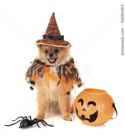 puppy pomeranian and halloween 48090863