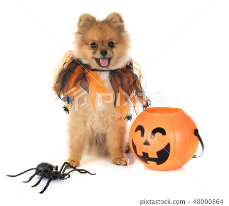 puppy pomeranian and halloween 48090864