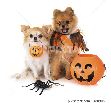 puppy pomeranian and chihuahua 48090865