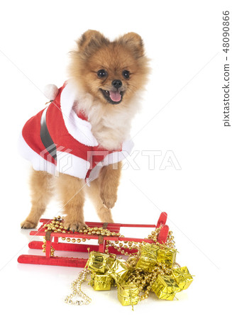 puppy pomeranian and christmas puppy pomeranian and christmas 48090866