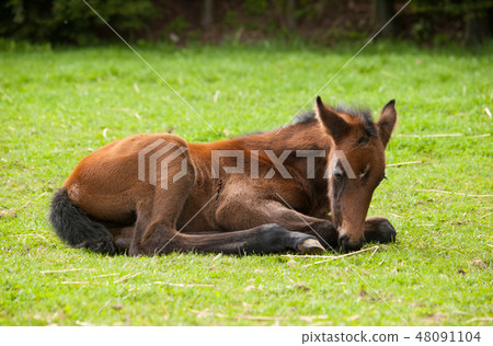 Young sporthorse foal lying on meadow and sleep 48091104
