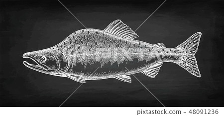 Chalk sketch of pink salmon. 48091236