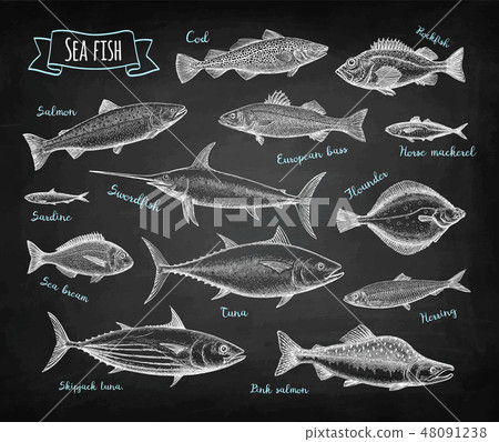 Fish big set on blackboard. 48091238
