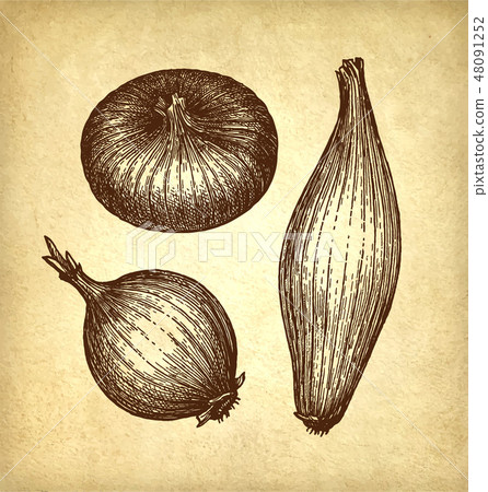 Ink sketch of onion. 48091252