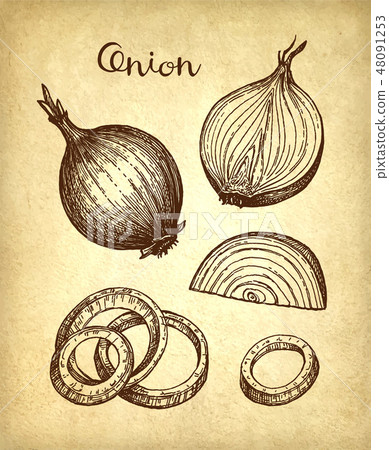 Ink sketch of onion. 48091253