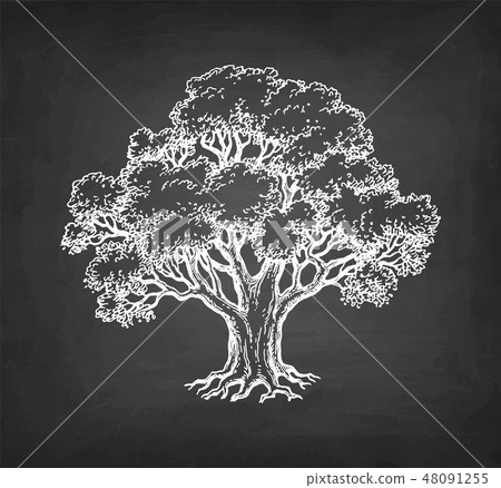 Chalk sketch of oak tree. Chalk sketch of oak tree. 48091255