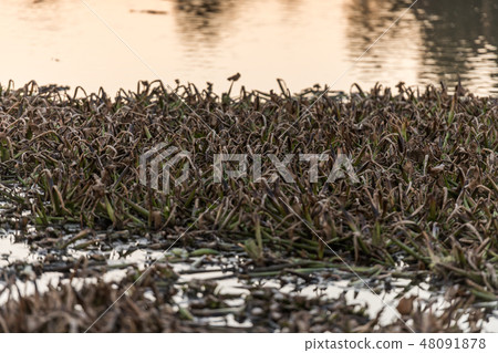 Dead remains of common water hyacinth, camalote, in the Guadiana river on its way through Medellin 48091878