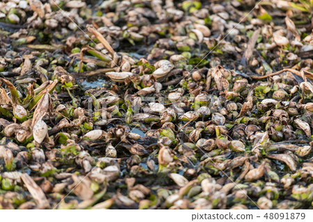 Dead remains of common water hyacinth, camalote, in the Guadiana river on its way through Medellin Dead remains of common water hyacinth, camalote, in the Guadiana river on its way through Medellin 48091879