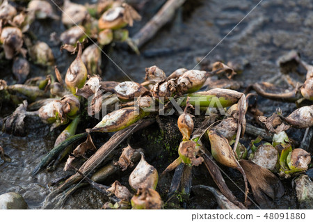 Dead remains of common water hyacinth, camalote, in the Guadiana river on its way through Medellin Dead remains of common water hyacinth, camalote, in the Guadiana river on its way through Medellin 48091880