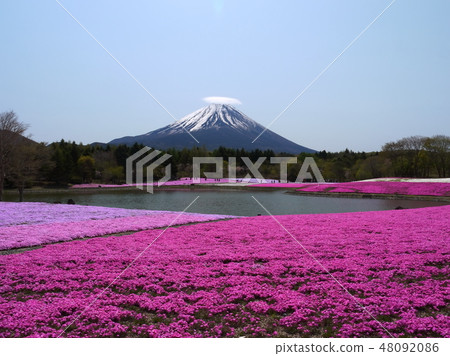 World heritage Fuji Shiba Sakura Motosu resort 48092086