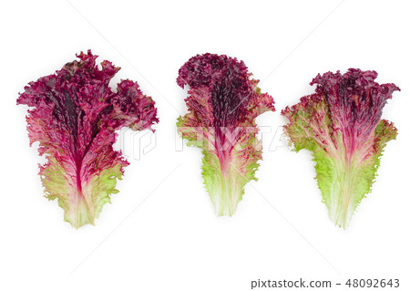 fresh red coral salad or lettuce isolated on the white background. Top view. Flat lay fresh red coral salad or lettuce isolated on the white background. Top view. Flat lay 48092643