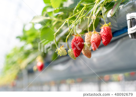 草莓採摘 48092679