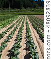 Cabbage seedlings (after planting) 48092839