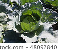 Cabbage of the field 48092840