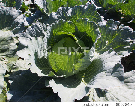 Cabbage of the field Cabbage of the field 48092840