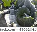 Field cabbage (frosted ver) 48092841