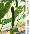 Field cucumber 48093148