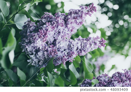 Spring lilac flowers Spring lilac flowers 48093409