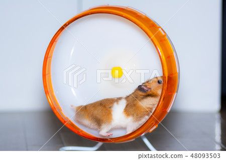 Golden hamster running in a wheel Golden hamster running in a wheel 48093503