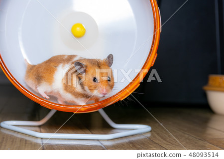Golden hamster running in a wheel 48093514