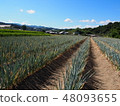 Onion of the field 48093655