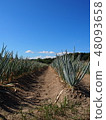 Onion of the field 48093658